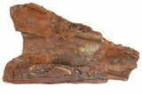 Fossil Metoposaurid Skull Section - Chinle Formation, Arizona #153725-3